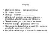 Griaučių sistema (systema skeletale) 12 puslapis