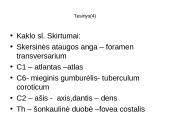 Griaučių sistema (systema skeletale) 13 puslapis