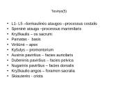 Griaučių sistema (systema skeletale) 14 puslapis