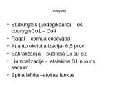 Griaučių sistema (systema skeletale) 15 puslapis