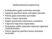 Griaučių sistema (systema skeletale) 18 puslapis