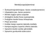 Griaučių sistema (systema skeletale) 19 puslapis