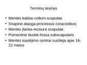 Griaučių sistema (systema skeletale) 20 puslapis