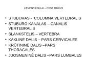 Griaučių sistema (systema skeletale) 10 puslapis