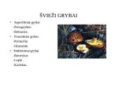 Maisto prekių klasifikacija 9 puslapis