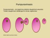 Nelytinis dauginimasis 2 puslapis