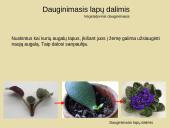 Nelytinis dauginimasis 11 puslapis