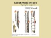 Nelytinis dauginimasis 12 puslapis