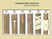 Nelytinis dauginimasis 13 puslapis