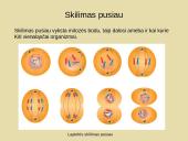 Nelytinis dauginimasis 3 puslapis