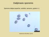Nelytinis dauginimasis 4 puslapis