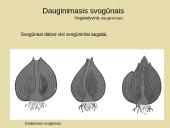 Nelytinis dauginimasis 5 puslapis