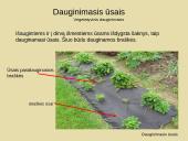 Nelytinis dauginimasis 6 puslapis