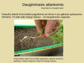 Nelytinis dauginimasis 7 puslapis