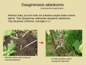 Nelytinis dauginimasis 8 puslapis