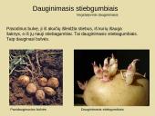 Nelytinis dauginimasis 9 puslapis