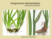 Nelytinis dauginimasis 10 puslapis