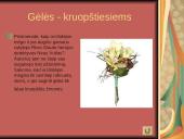 Orchidėjos 3 puslapis