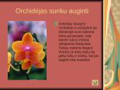 Orchidėjos 4 puslapis
