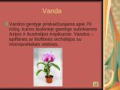 Orchidėjos 6 puslapis