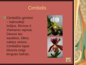 Orchidėjos 7 puslapis