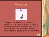 Orchidėjos 8 puslapis