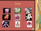 Orchidėjos 9 puslapis
