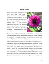 Medingos gėlės 7 puslapis