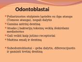 Danties minkštimas — pulpa 13 puslapis