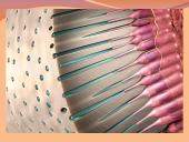 Danties minkštimas — pulpa 14 puslapis