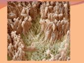 Danties minkštimas — pulpa 15 puslapis