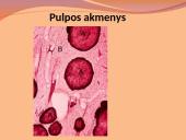 Danties minkštimas — pulpa 20 puslapis