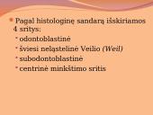 Danties minkštimas — pulpa 3 puslapis