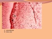 Danties minkštimas — pulpa 6 puslapis