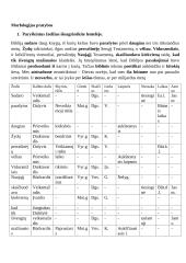 Morfologijos pratybos