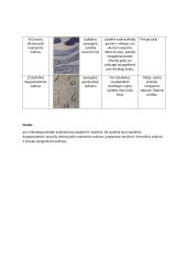 Augalinių ir gyvūninių audinių atpažinimas   2 puslapis