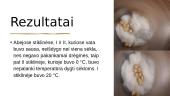 Sėklų dygimo priklausomybė nuo temperatūros ir drėgmės + klausimai ir atsakymai  6 puslapis