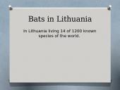 Bats (skaidrės apie šikšnosparnius) 2 puslapis