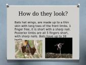 Bats (skaidrės apie šikšnosparnius) 3 puslapis