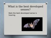 Bats (skaidrės apie šikšnosparnius) 4 puslapis