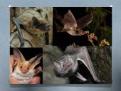 Bats (skaidrės apie šikšnosparnius) 6 puslapis