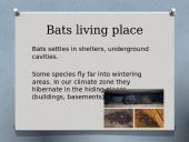 Bats (skaidrės apie šikšnosparnius) 7 puslapis