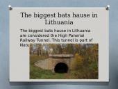 Bats (skaidrės apie šikšnosparnius) 8 puslapis
