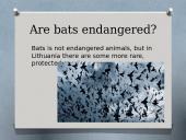 Bats (skaidrės apie šikšnosparnius) 10 puslapis