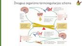 Homeostazė ir organizmo valdymas 11 puslapis