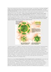 Cholesterolio konspektas biologijos VBE 2 puslapis