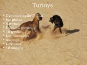 Dykumos biomas 2 puslapis