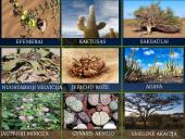 Dykumos biomas 11 puslapis