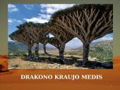 Dykumos biomas 12 puslapis