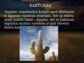 Dykumos biomas 13 puslapis